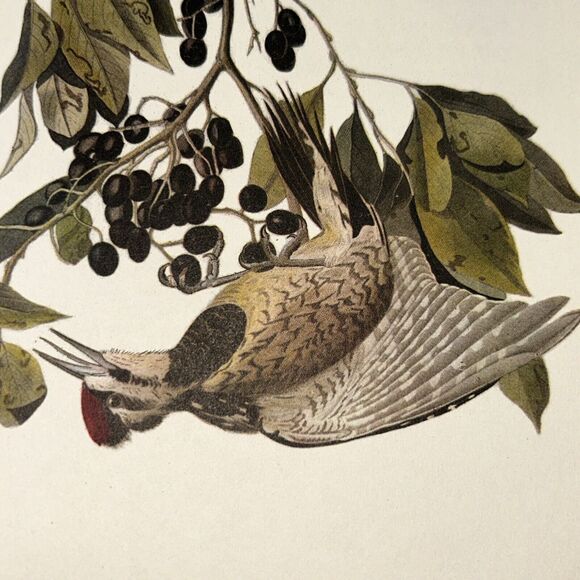 Yellow Bellied Sapsucker Print Roger Tory Peterson From Audubon Birds of America - Picture 4 of 8
